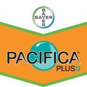 Pacifica plus