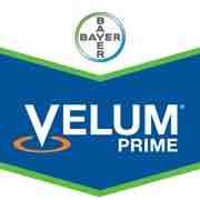 Velum Prime.png