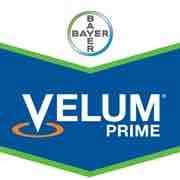 Velum Prime