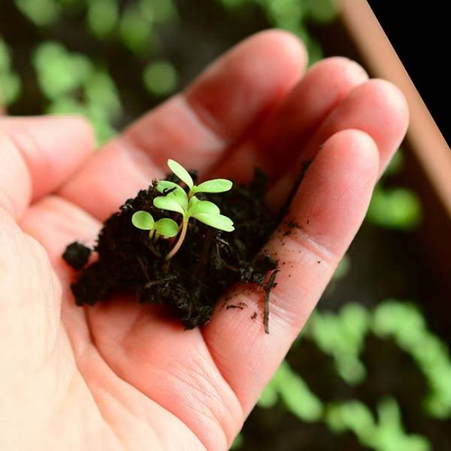 Asesoramiento técnico agrícola