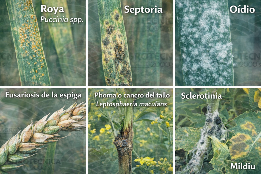 blog enfermedades cereal y colza collage final con logo